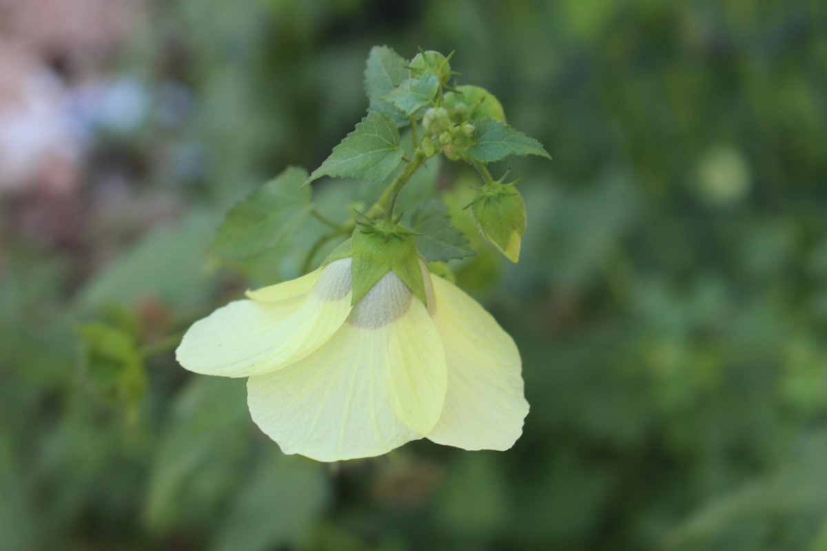 Hibiscus vitifolius L.